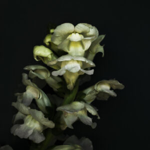 Antirrhinum majus