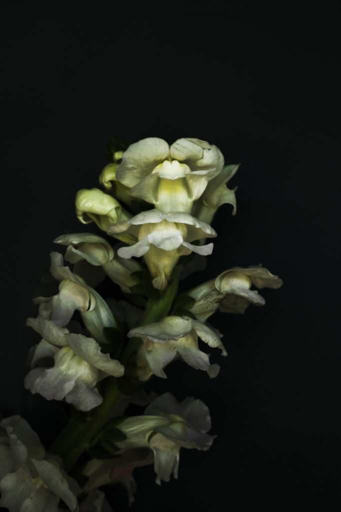 Antirrhinum majus