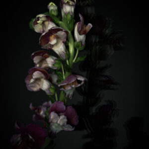 Antirrhinum majus III