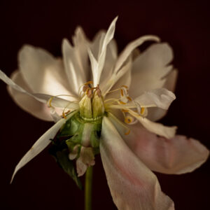 Paeonia Lactiflora III