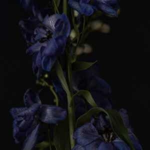 Delphinium elatum I