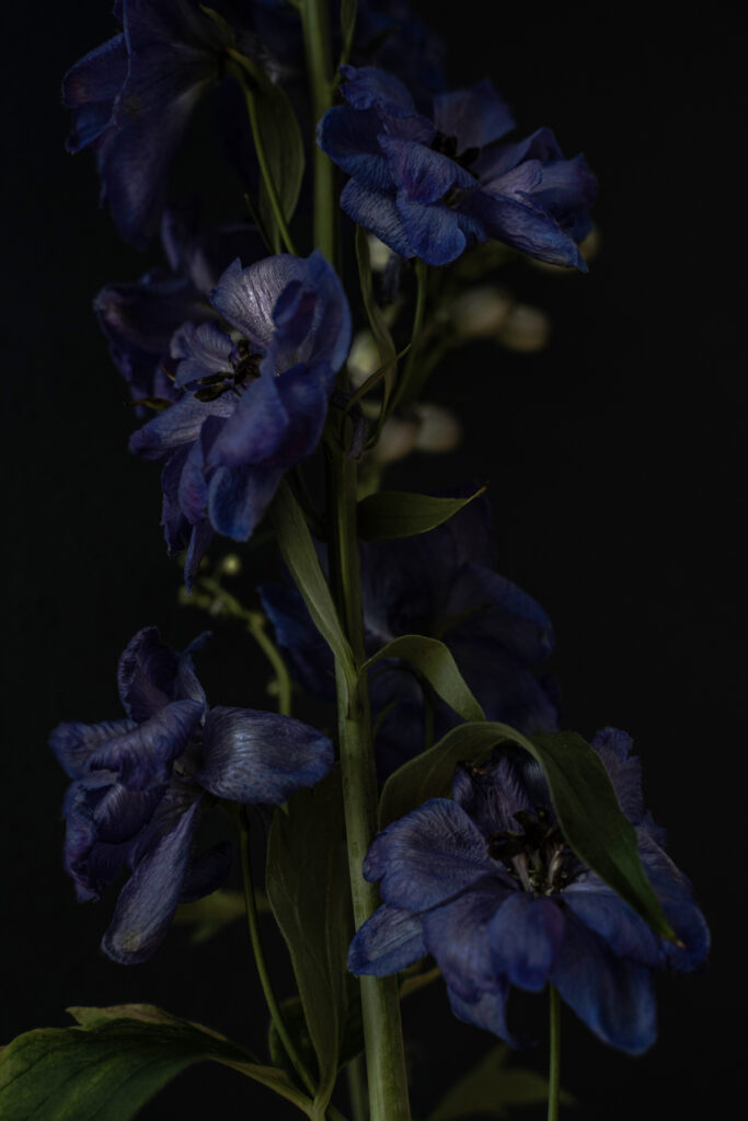 Delphinium elatum I