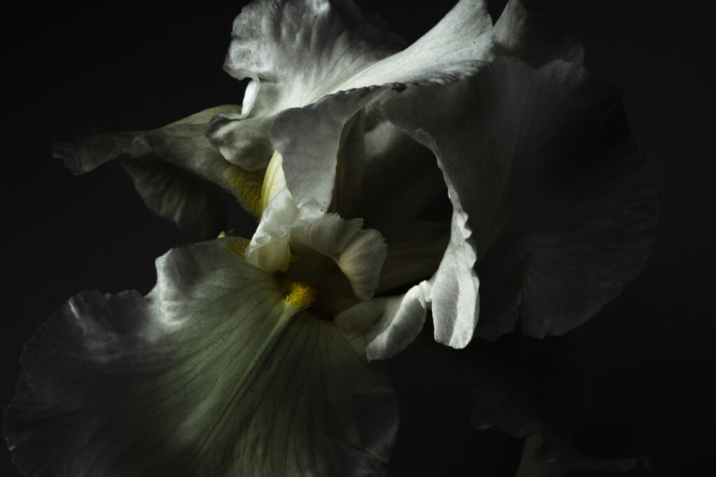 Iris germanica