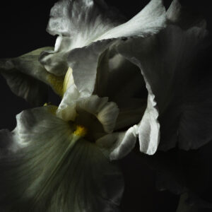 Iris germanica
