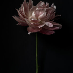 Paeonia lactiflora I