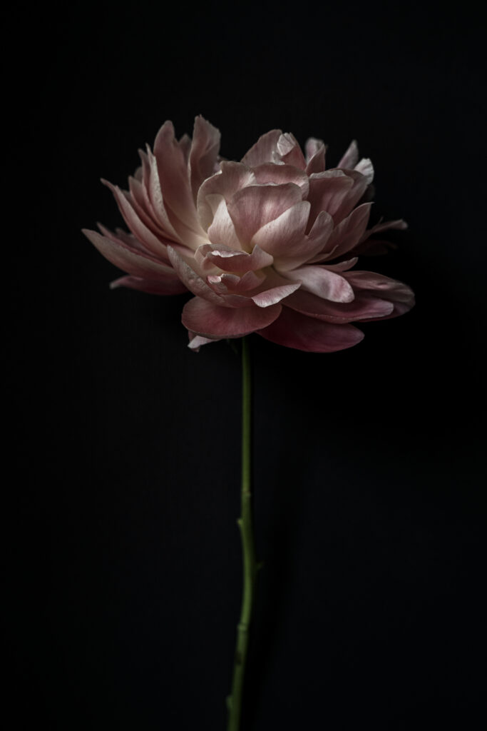 Paeonia lactiflora I