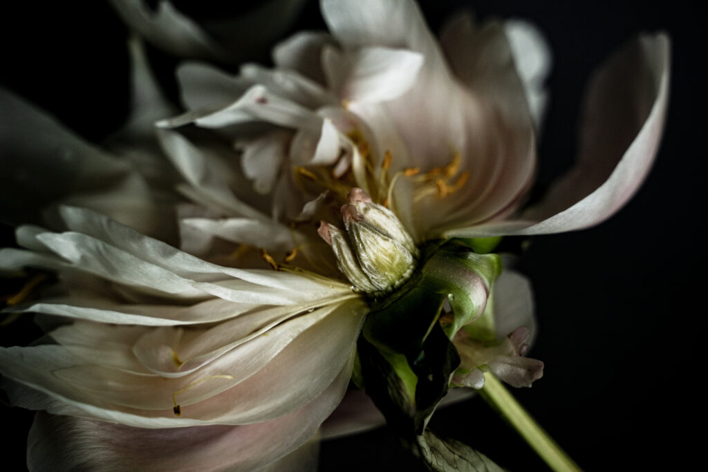 Paeonia lactiflora II