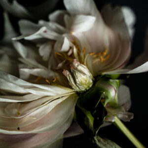 Paeonia lactiflora II